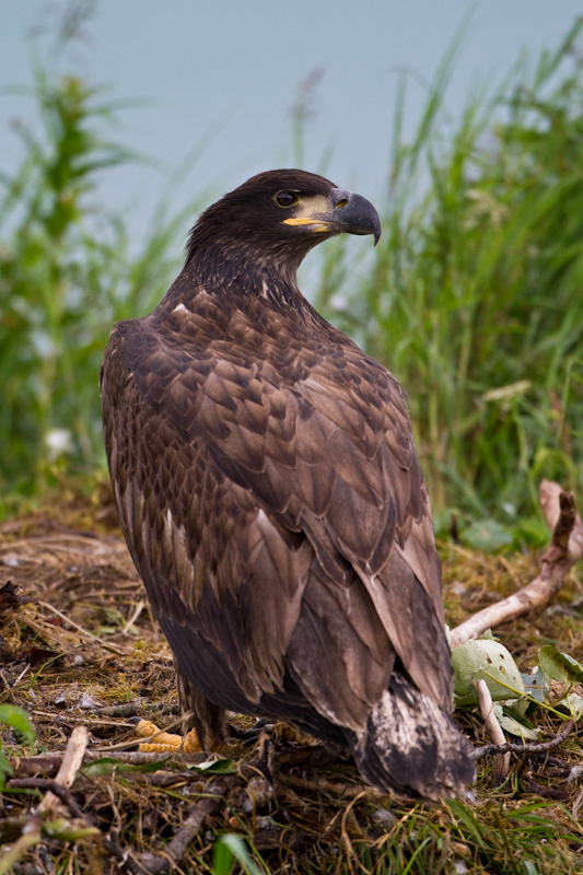 Bald Eagle